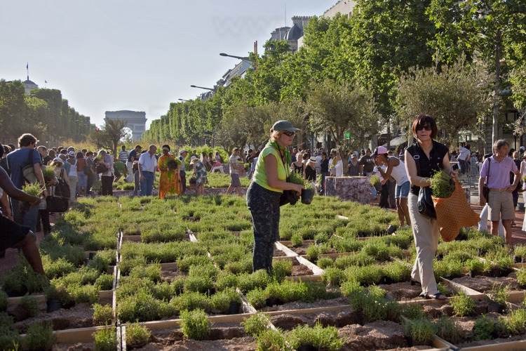 Monday, May 24, 6.00 pm: the public is walking in the middle of different sectors of horticulture, at the level of rue Marbeuf. Each piece forms a fund of 72.5 centimeters.