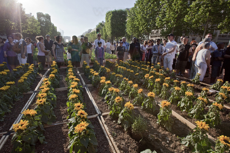 Monday, May 24, 6.00 pm: the public is walking in the middle of different sectors of horticulture at the level of rue Marbeuf (here, sunflower). Each piece forms a fund of 72.5 centimeters.