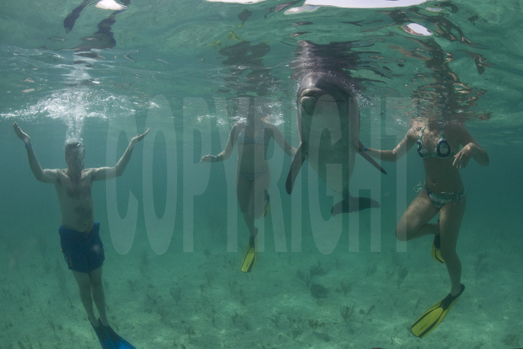 Grand Bahama : L'Unexso est sans doute l'un des centres les plus réputés pour plonger avec des dauphins. Dressés dans de vastes 