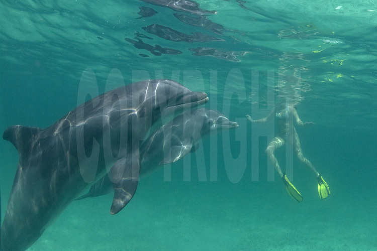 Grand Bahama : L'Unexso est sans doute l'un des centres les plus réputés pour plonger avec des dauphins. Dressés dans de vastes 