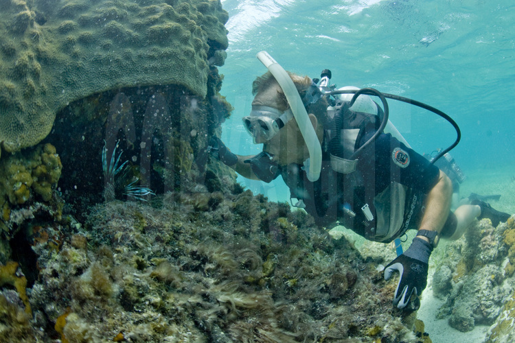 Lee Stocking Island : Le Perry Institute of Marine Science est un organisme de nationalité américaine qui se consacre à l'étude de la vie sous-marine, notamment du poisson lion (à g.), une variété de rascasse apparue récemment aux Bahamas et qui, n'ayant pas de prédateur, cause des ravages dans la faune proche des récifs coralliens.