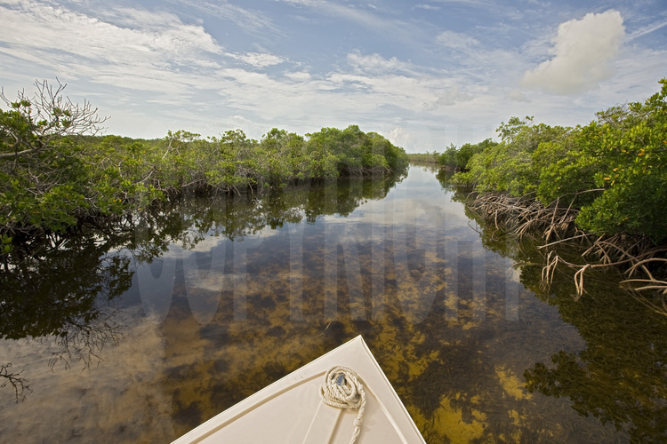 Bimini Islands : Située à seulement cinquante miles de Miami, la mangrove de l'île est un petit paradis pour des espèces rares de poissons, de crustacés, d'éponges, d'oiseaux et de serpents. Aujourd'hui menacé par un projet hôtelier d'envergure.