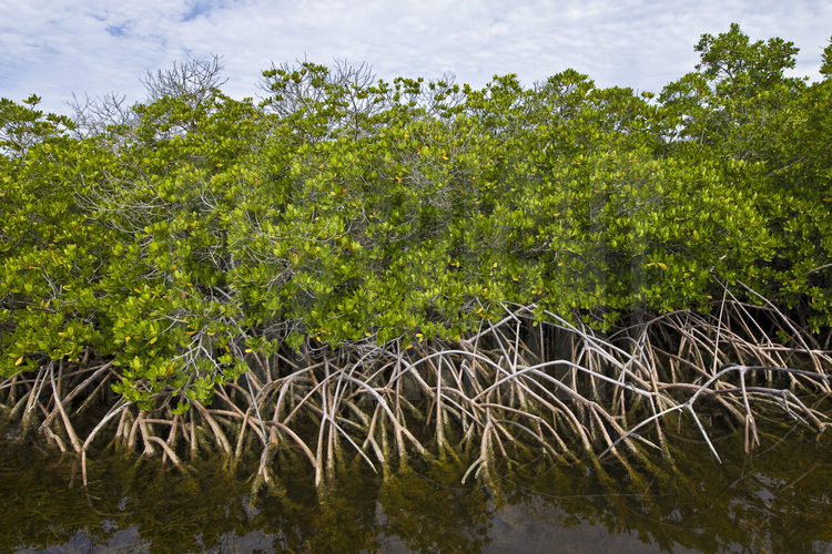 Bimini Islands : Située à seulement cinquante miles de Miami, la mangrove de l'île est un petit paradis d'espèces rares de poissons, de crustacés, d'éponges et d'oiseaux. Aujourd'hui menacée par projet hôtelier d'envergure.