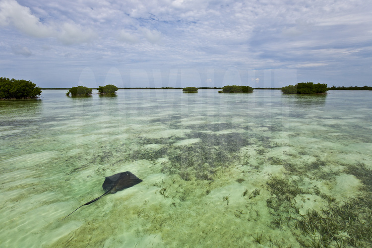 Bimini Island : Située à seulement cinquante miles de Miami, la mangrove de l'île est un petit paradis pour des espèces rares de raies, de poissons, de crustacés, d'éponges, d'oiseaux et de serpents. Aujourd'hui menacé par un projet hôtelier d'envergure.