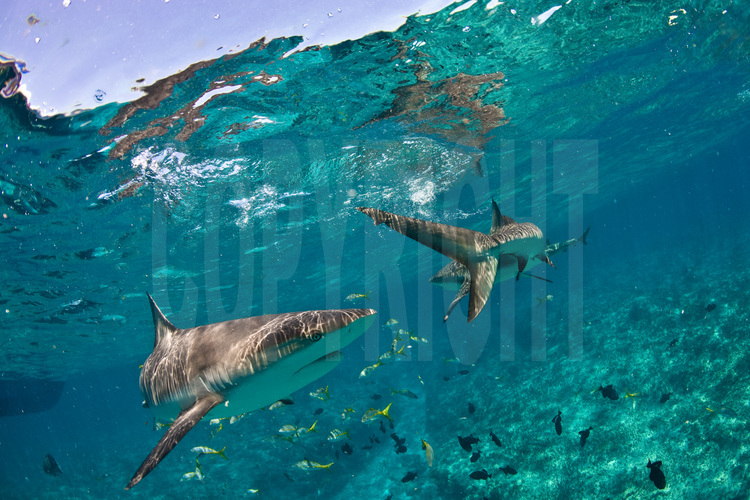 Bimini Islands : Dans les eaux peu profondes du récif de Triangle Rocks, à quelques miles au sud de la côte de Bimini, ces requins de récif disposent d'une nourriture abondante et, sauf conditions particulières (nageur blessé, crépuscule, etc.) ne montre pas d'agressivité pour l'homme. On dénombre près de soixante dix espèces de requins aux Bahamas.