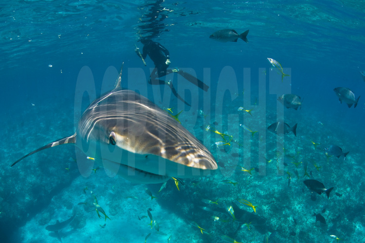Bimini Islands : Ce plongeur du Shark Lab (Bimini Biological Field Station) approche un requin de récif pour procéder à un marquage. Depuis 1995, le Shark Lab a procédé au marquage de près de 3000 squales. Une petite plaque métallique placée sous la peau de l'animal permet de suivre le comportement et l'évolution des populations, qui se déplacent régulièrement de plusieurs milliers de km.
