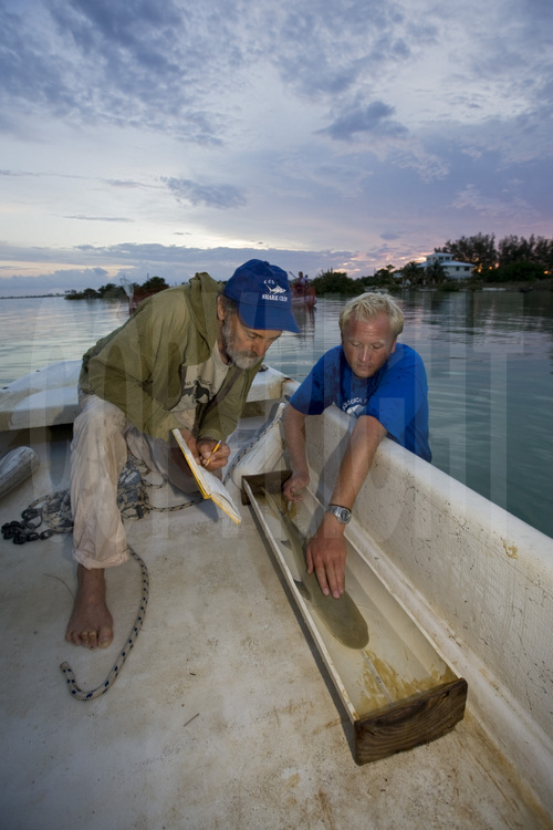 Bimini Islands : Une des missions du Shark Lab (Bimini Biological Field Station) du Dr Gruber (à g.) est de capturer, mesurer et prélever un échantillon d'ADN sur les requins citrons.