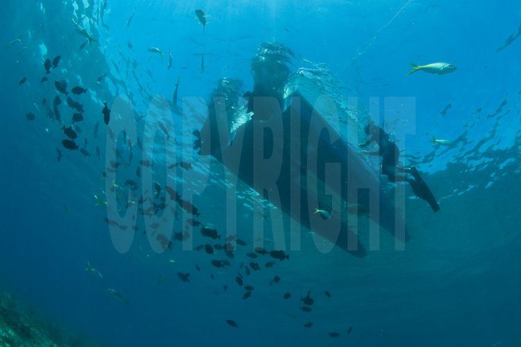 Bimini Islands : Une fois le groupes de dauphins sauvages (ici l'espèce des dauphins tachetés) repérés et le bateau stoppé, les plongeurs passent à l'eau et tentent  d'approcher le groupe, mais uniquement en apnée car le bruit des bulles échappées des bouteilles d'air comprimés font fuir les cétacés.