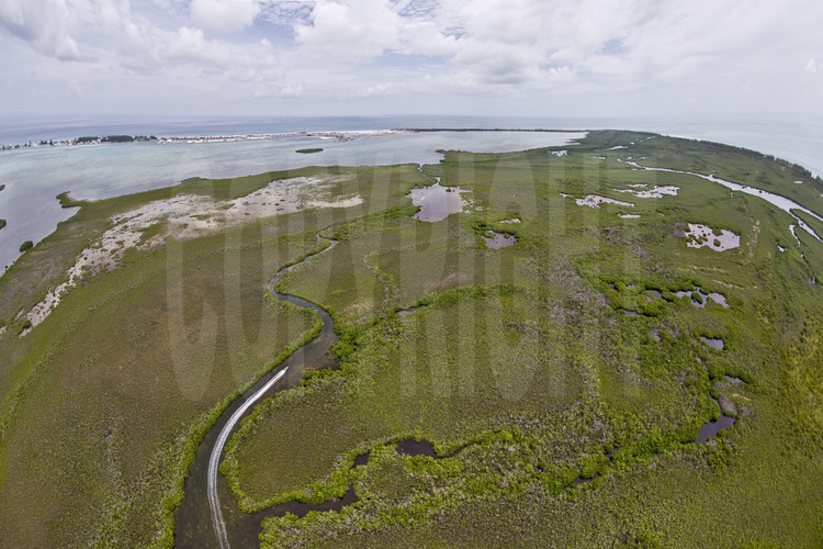 Bimini Island : Située à seulement cinquante miles de Miami, la mangrove de l'île est un petit paradis pour des espèces rares de poissons, de crustacés, d'éponges, d'oiseaux et de serpents. Aujourd'hui menacé par un projet hôtelier d'envergure.