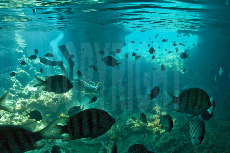 Exumas Islands : A Staniel Cay, les fonds sous-marins de 