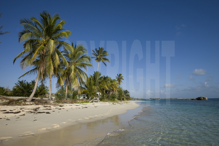 Cat Island : Sur la côte ouest, une plage de cocotiers près de Knowles village.