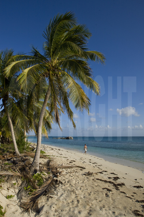 Cat Island : Sur la côte ouest, une plage de cocotiers près de Knowles village.