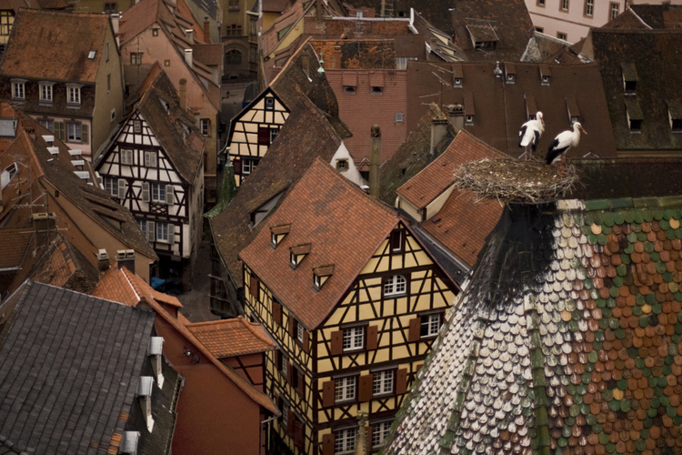 Centre historique. Collégiale Saint Martin. Construite de 1235 à 1365, la collégiale est une œuvre majeure de l'architecture gothique en Alsace. A l'aube, les cigognes, logées sur le faîtage, sont prêtes à quitter leur nid et s'envoler pour leur ballade aérienne quotidienne. Altitude 50 m.