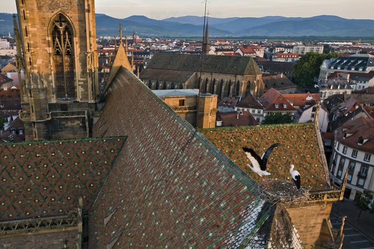 Centre historique. Collégiale Saint Martin. Construite de 1235 à 1365, la collégiale est une œuvre majeure de l'architecture gothique en Alsace. A l'aube, les cigognes, logées sur le faîtage, sont prêtes à quitter leur nid et s'envoler pour leur ballade aérienne quotidienne. Altitude 50 m.