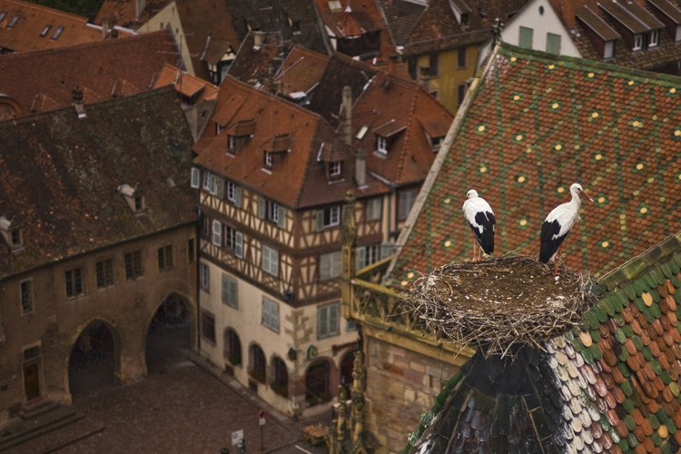Centre historique. Collégiale Saint Martin. Construite de 1235 à 1365, la collégiale est une œuvre majeure de l'architecture gothique en Alsace. A l'aube, les cigognes, logées sur le faîtage, sont prêtes à quitter leur nid et s'envoler pour leur ballade aérienne quotidienne.  Altitude 50 m.