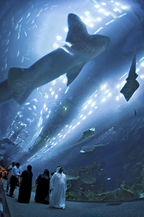 Inside the Dubai Mall (largest commercial center in the world), the Dubai Mall Aquarium. With a capacity of 10 million liters of water, it is one of the largest in the world. It has 33,000 living animals (including over 400 sharks and rays) divided into 85 species.