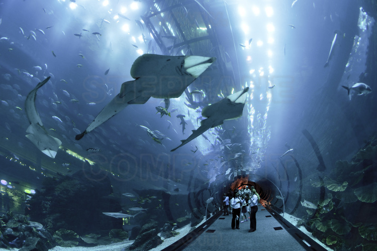 A l'intérieur du Dubaï Mall (plus grand centre commercial du monde), le Dubai Mall Aquarium qui, avec une capacité de 10 millions de litres d'eau, est l'un des plus grands du monde. Il possède 33.000 animaux vivants (dont plus de 400 requins et raies) réparties en 85 espèces.
