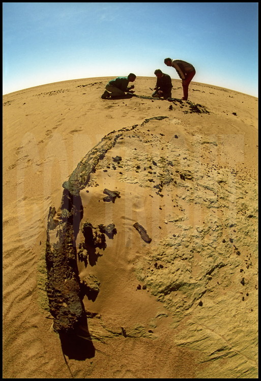 Sur le site de Koro Toro, découverte de la faune associée à la mâchoire d'Abel, qui permettra de dater le fossile d'hominidé de 3,5 millions d'années. Ces gisements bordent les anciens rivages du Lac Tchad, qui était à cette époque une gigantesque mer intérieure. Ici, découverte d'un fossile d'une ancienne espèce d'éléphant (voir dessin).