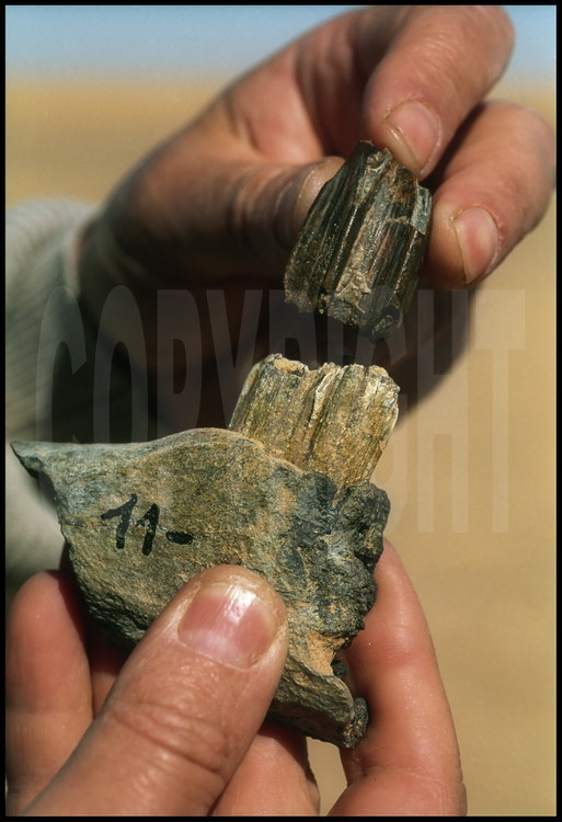 Sur le site de Koro Toro, découverte de la faune associée à la mâchoire d'Abel, qui permettra de dater le fossile d'hominidé de 3,5 millions d'années. Ces gisements bordent les anciens rivages du Lac Tchad, qui était à cette époque une gigantesque mer intérieure. Ici, découverte d'un couple de dents fossile appartenant à une ancienne espèce de cheval (voir dessin).