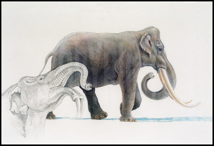 Sur le site de Koro Toro, découverte de la faune associée à la mâchoire d'Abel, qui permettra de dater le fossile d'hominidé de 3,5 millions d'années. Ces gisements bordent les anciens rivages du Lac Tchad, qui était à cette époque une gigantesque mer intérieure. Ici, découverte d'un fossile d'une ancienne espèce d'éléphant (voir dessin).