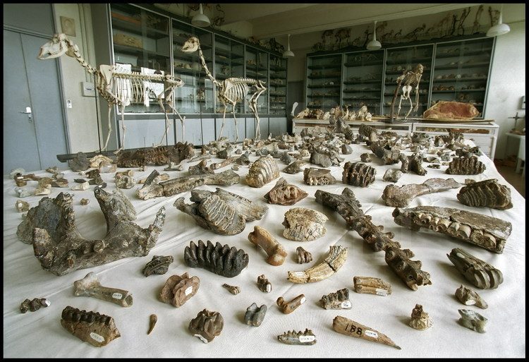A l'université de Poitiers, la moisson de fossiles découvert au Tchad est étalée dans la grande salle de paléontologie : cette faune, découverte dans les mêmes sédiments que les fossiles d'hominidés, permettra de dater ces derniers avec précision.