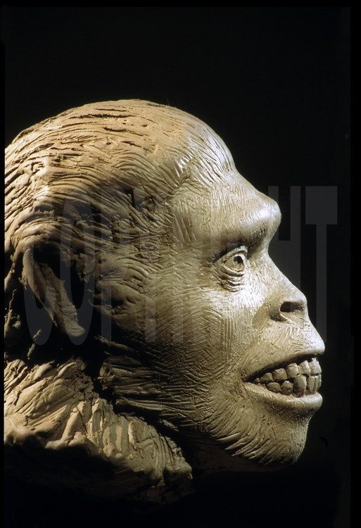 Sculpture virtuelle d'Abel, le premier fossile d'hominidé découvert à l'ouest de la vallée du Rift et qui a révolutionné l'histoire des premiers hommes.