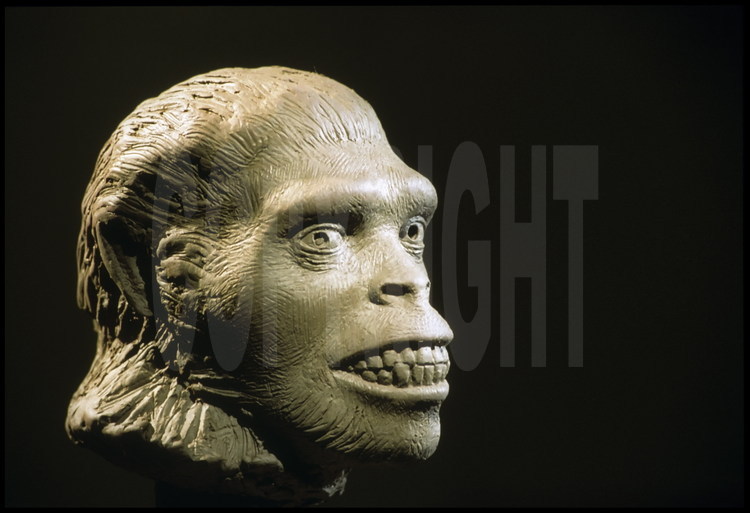 Sculpture virtuelle d'Abel, le premier fossile d'hominidé découvert à l'ouest de la vallée du Rift et qui a révolutionné l'histoire des premiers hommes.