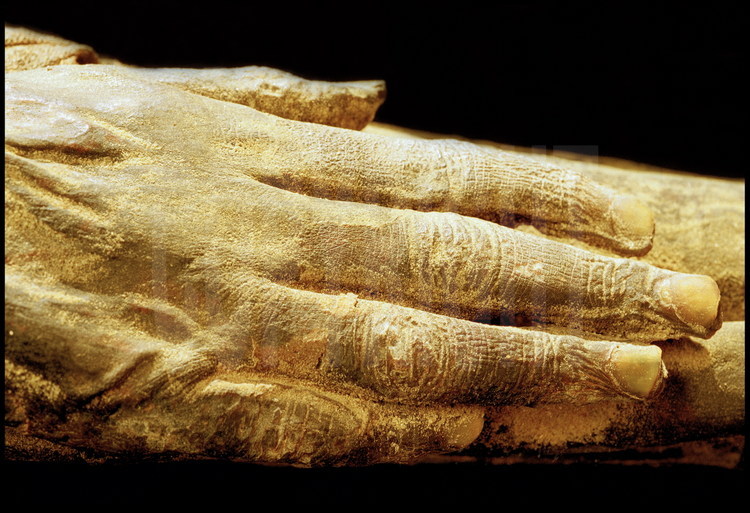 Laboratoire de campagne au musée de Kharga. L'état de conservation des momies est parfois troublant. Les chairs parfaitement préservées permettent une étude précise de cette main dont les ongles sont encore en place.