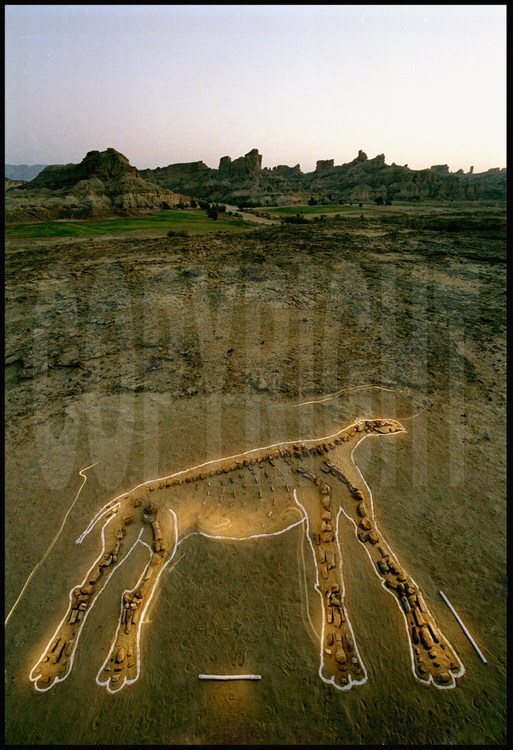 Hargaï site: Piecing Together. Nearly 200 fossilized bones from different animals were used by scientists to rebuild a 2-D skeleton of Baluchitherium. A meter-long rod was placed between its limbs to give a scale. Background: the Zin massif (see caption of photo 4). Right: Jean Loup Welcomme, paleontologist at the University of Montpellier and director of the Mission Paléontologique Française au Balouchistan (MPFB).