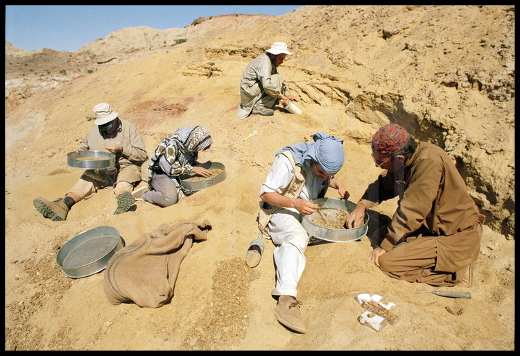 Paali Site: The Dating Process. The team sorts the remains found during sifting (photos….?). This task calls for intense concentration and can be repeated up to 10 times in a day. The team uses binocular magnifying glasses to sort out the tiny pieces. It can be very difficult to distinguish a tiny tooth from a grain of sand. From left to right: Yaowalak Chaimanee, from Thailand, Jean Jacques Jaegger, Jean Loup Welcomme, Laurent Marivaux and Grégoire Métais.