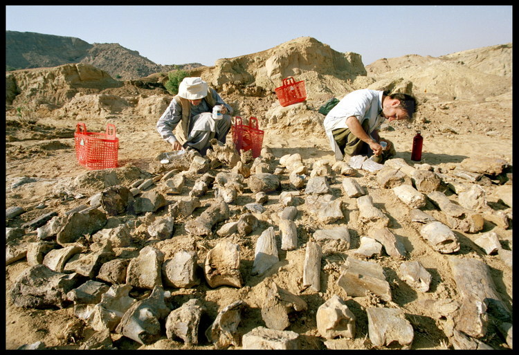 Lundo Site: A great catch. Once unearthed, the fossils are arranged by category and put together with special glue. Laurent Marivaux (left) and Grégoire Métais (right). In the foreground, a humorous (arm) bone reconstructed in 4 parts.