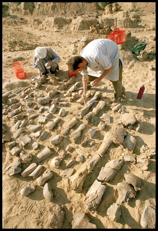 Lundo Site: A great catch. Once unearthed, the fossils are arranged by category and put together with special glue. Laurent Marivaux (left) and Grégoire Métais (right). In the foreground, a humorous (arm) bone reconstructed in 4 parts.