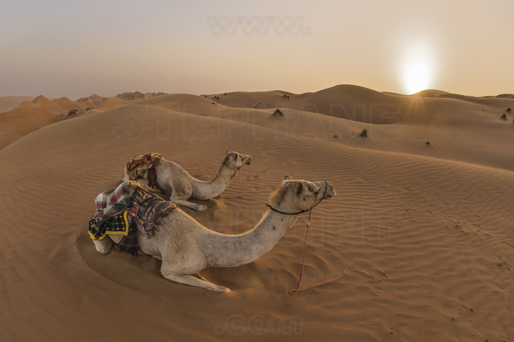 Oman. Désert de Wahiba (Sharkiya) Sands : escapade en dromadaires dans les dunes au soleil couchant. // Oman. Wahiba Desert (Sharkiya) Sands: dromedary getaway in the dunes at sunset.