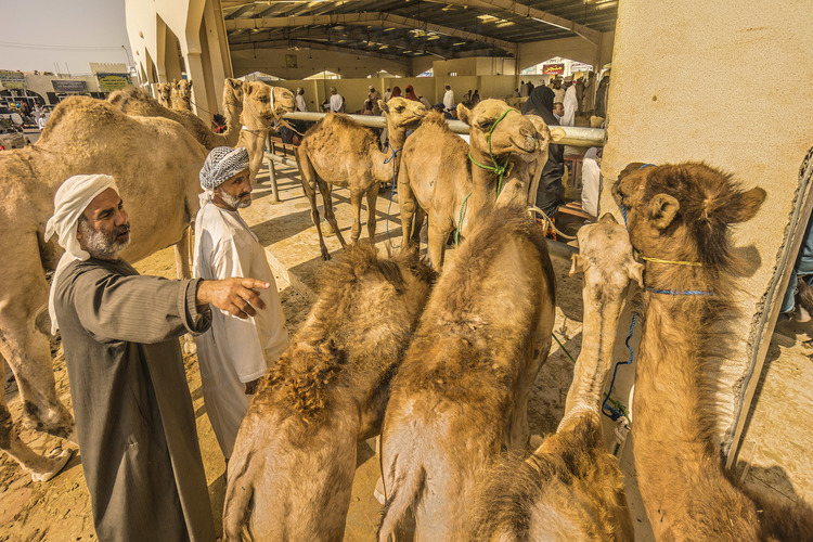 Oman. Le marché aux dromadaires d'Al Ain, qui a lieu tous les vendredis. // Oman. The Al Ain dromedary market, which takes place every Friday.