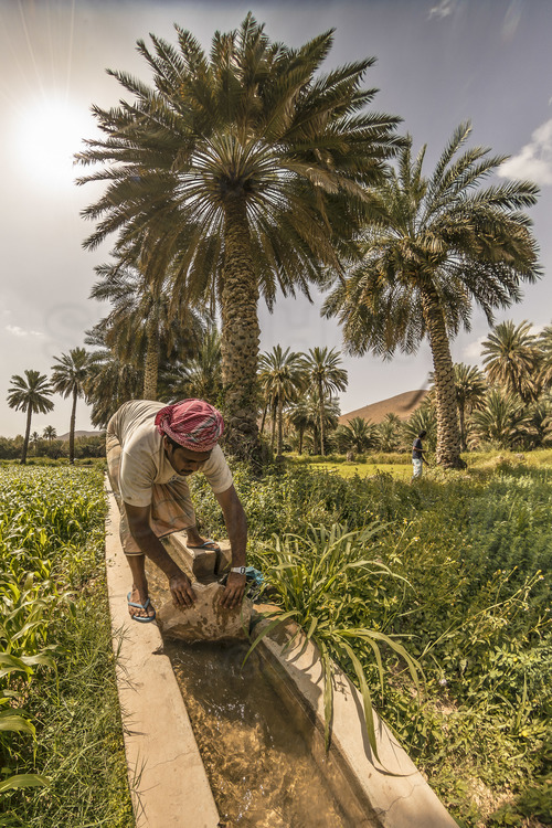 Oman. Canaux d'irrigation (classés au patrimoine de l'Unesco) dans la palmeraie et le village de Birkat Al Mawz. // Oman. Irrigation channels (classified as Unesco heritage) in the palm grove and the village of Birkat Al Mawz.