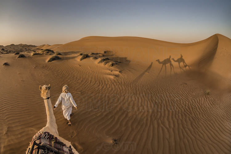 Oman. Désert de Wahiba (Sharkiya) Sands : escapade en dromadaires dans les dunes au soleil couchant. // Oman. Wahiba Desert (Sharkiya) Sands: dromedary getaway in the dunes at sunset.
