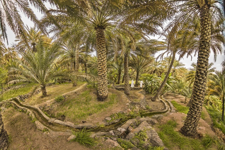 Oman. Canaux d'irrigation (classés au patrimoine de l'Unesco) dans la palmeraie et le village de Misfat. // Oman. Irrigation channels (classified as Unesco heritage) in the palm grove and the village of Misfat.