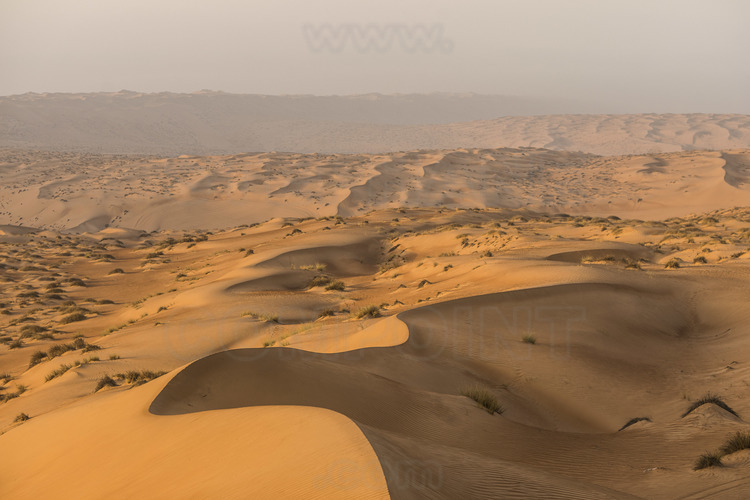 Oman. Désert de Wahiba (Sharkiya) Sands : Lever de soleil sur les dunes. // Oman. Wahiba Desert (Sharkiya) Sands: Sunrise on the dunes.