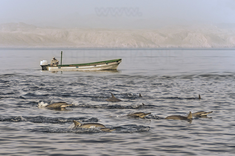 Oman. Dauphins en mer d'Oman, sur la côte sud de Mascate. // Oman. Dolphins in the Arabian Sea, on the south coast of Muscat.