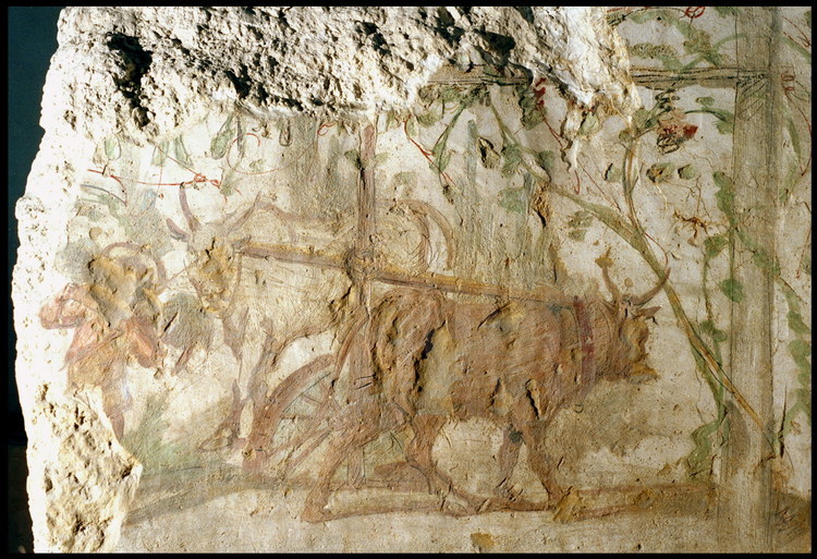 Découverte sur un fragment de mur de la Necropolis,, cette peinture murale d'une tombe collective représente une scène de la vie paysanne alexandrine au IIème siècle après J.C.. Autour d'un puits, un enfant et ses bœufs tirent une roue à eau appelée 