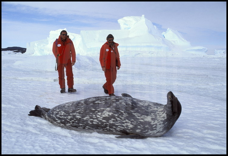 A quelques centaines de mètres de la cabane de Shackleton, des phoques de Weddel nullement effarouchés. Alors que la vie animale est importante sur les rivages du continent, il n'y a plus aucune faune dès que l'on s'enfonce quelques centaines de mètres à l'intérieur des terres.