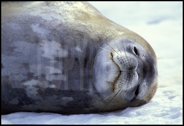 A quelques centaines de mètres de la cabane de Shackleton, des phoques de Weddel nullement effarouchés. Alors que la vie animale est importante sur les rivages du continent, il n'y a plus aucune faune dès que l'on s'enfonce quelques centaines de mètres à l'intérieur des terres.