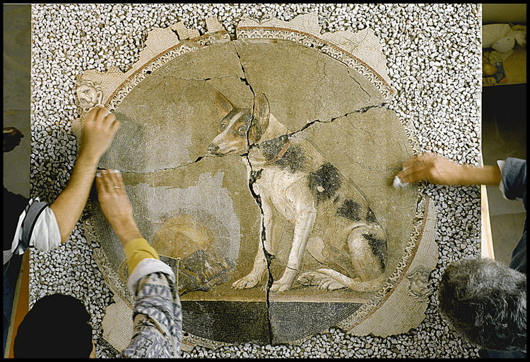 Découverte sur le site du chantier de la Biblioteca Alexandrina, la déjà célèbre mosaïque au chien a été restaurée par par l'équipe archéologique dirigée par Jean Yves Empereur. Ce chef d'œuvre, réalisé au au IIème siècle avant J.C., a été exécuté avec des tesselles de quelques millimètres de côté (en opus vermiculatum); Il ne laisse aucun doute sur la nature du bâtiment qui l'abritait : un de ceux de l'antique quartier royal des Ptolémées.