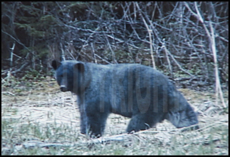 L'un des rarissimes clichés d'ours bleu, photographié par Lynn Schooler.