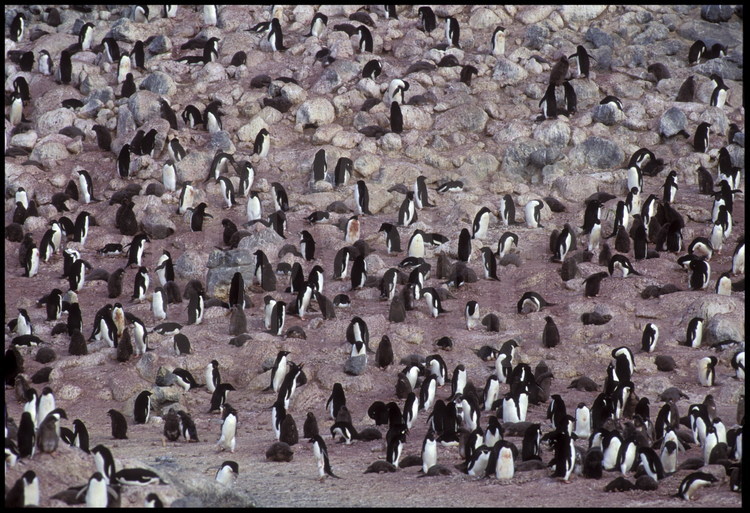 Le voilier Antarctica passe aux abords de l'île Macquarie, peuplée de plus d'un million de manchots royaux, d'éléphants de mer et de cormorans.