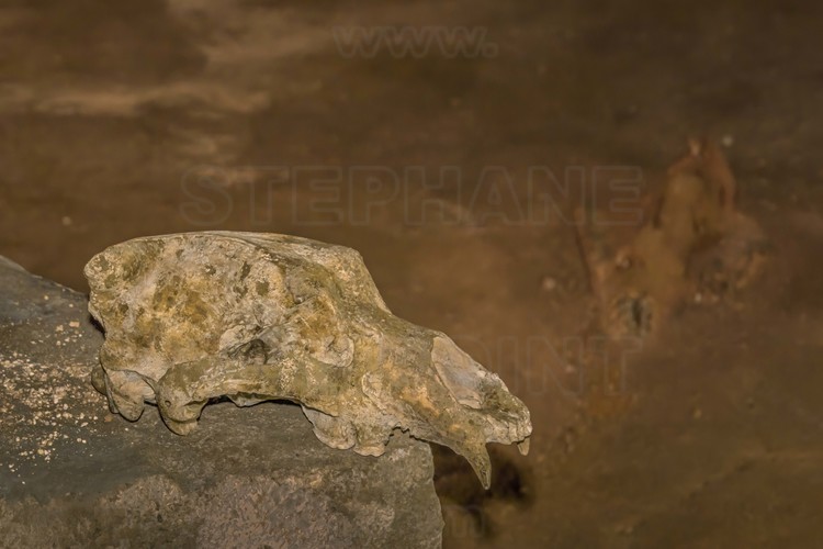Auvergne Rhône Alpes - Ardèche (07) - Vallon Pont d'Arc - Visite exclusive de la grotte ornée du Pont d'Arc, dite Grotte Chauvet : A l'extrémité de la salle Hillaire, la salle du Crâne avec le crâne d'ours des cavernes posé sur un rocher par l'homme préhistorique.