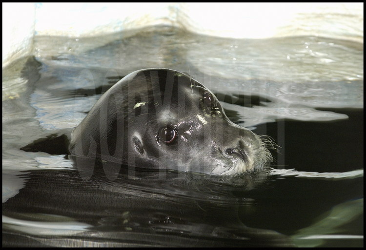 Parmi les cinq espèces de phoques du Svalbard, le phoque barbu (photo) et le phoque annelé sont les plus nombreux. Plutôt sédentaires, ils peuvent être approchés facilement. Les biologistes de l’archipel ont enregistré de fortes concentrations de PCB, un produit très toxique, dans la graisse des phoques et des ours du Svalbard, pourtant éloignés des centres industriels du continent.