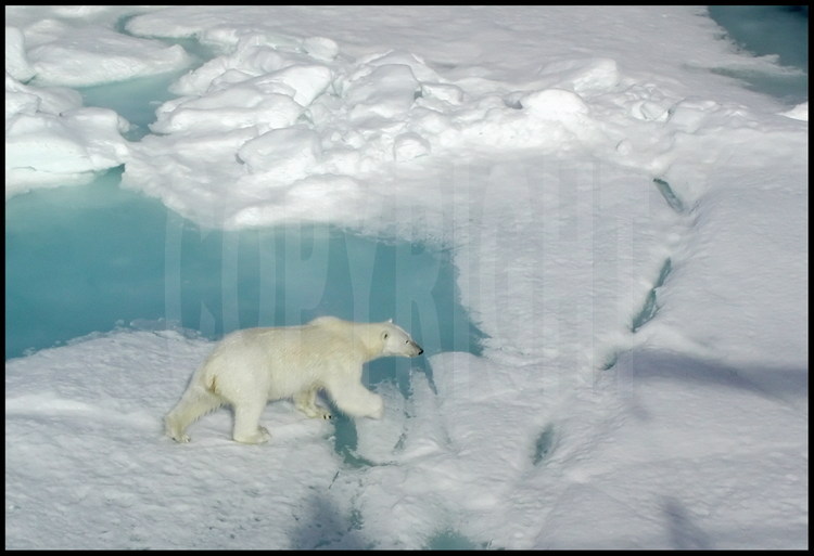 Plus nombreux que les humains, les ours polaires sont entre 3000 et 5000 et les rencontres peuvent se présenter en toutes saisons. Les cas d’attaques restent cependant exceptionnels. Les biologistes de l’archipel ont enregistré de fortes concentrations de PCB, un produit très toxique, dans la graisse des phoques et des ours du Svalbard, pourtant éloignés des centres industriels du continent.
