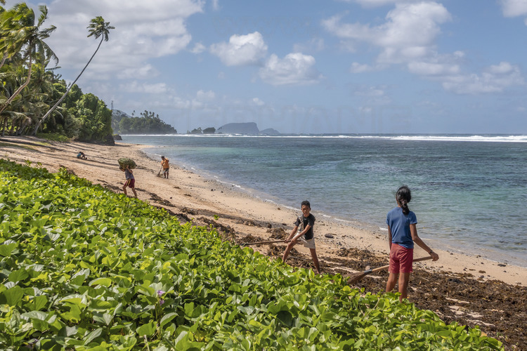 Iles Samoa (anciennes Samoa occidentales) - Ile d'Upolu : Nettoyage de plage près de Vavau beach. // Samoa Islands (former Western Samoa) - Upolu Island: Beach cleaning near Vavau beach.