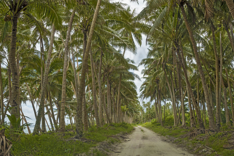 Iles Samoa (anciennes Samoa occidentales) - Ile de Savaï : piste entourée de cocotiers sur la côte sud de l'ïle. // Samoa Islands (former Western Samoa) - Savai Island: track surrounded by coconut palms on the south coast of the island.